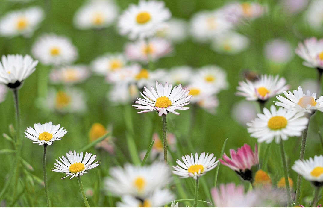 Gänseblümchen sind eine der ersten Frühlingsboten. Die krautige Pflanze wird bis zu 15 Zentimeter hoch und lässt sich leicht pflücken.