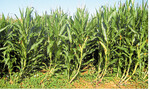 Bild aus dem Maisbestand der EU-Versuche Silomais im südbadischen Orschweier. Die Standfestigkeit sollte bei der Sortenwahl von Silomais ein wichtiges Kriterium sein.