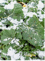 Winterraps hat einen frühen Vegetationsbeginn und benötigt deshalb zügig eine gesicherte N-Versorgung.