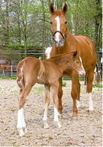 Die erblich bedingte Bindegewebsschwäche WFFS tritt bei neugeborenen Fohlen auf. Ein genetischer Test bei Warmbluthengsten kann den Gendefekt zurück drängen.