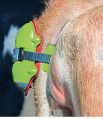 Mit neuem Befestigungspad hält der Abkalbesensor fest am Schwanz.