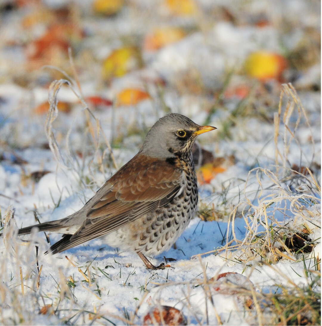 Die Wacholderdrossel sucht wie die Amsel ihre Nahrung, indem sie über den Boden hüpft und diese von dort aufpickt. Im Winter frisst sie auch Früchte und Beeren, an Äpfeln mangelt es ihr derzeit nicht.