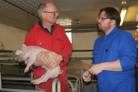Wir bonitieren die Ferkel, bevor wir entscheiden welche Wrfe zu Versuchszwecken nicht kupiert werden. Ausschlaggebend sind hierfr Ohrvenenstauungen, Schwanzbasisnekrosen, unbehaarte Ohren, das Haarkleid und Einblutungen in die Klauen, erlutert Schweinehalter Rainer Mller. Damit, so LSZ-Mitarbeiter Dr. Frederik Lwenstein, werde die zugrundeliegende Entzndungslast bei den Ferkeln ganzheitlich erfasst und beurteilt. Der Ringelschwanz ist dabei nur ein Nebenprodukt, macht der Tierarzt deutlich.