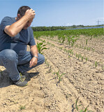 2020 mussten in Baden-Württemberg rund 5000 Hektar Mais nachgesät werden. Der Grund: Fritfliegen- und Drahtwurmbefall sowie Vogel- und Wildschweinschäden.
