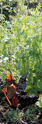 Bei früher Saat setzen Zuckererbsen mehr Blüten und Hülsen an.