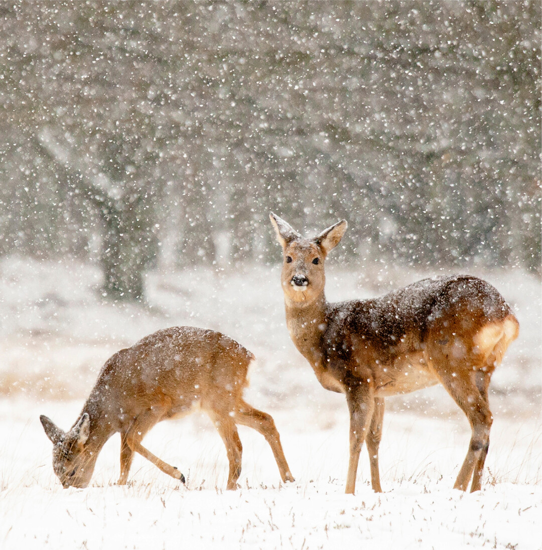 In der Winterzeit müssen Wildtiere besonders ihre Kräfte schonen. Waldspaziergänge sollten daher nur auf den offiziellen und ausgeschilderten Wegen gemacht sowie Hunde an der Leine geführt werden. Wildtieren steht zur kalten Jahreszeit kein Festmahl zur Verfügung. Eisige Temperaturen, der damit einhergehende höhere Energiebedarf und das geringe Nahrungsangebot sorgen dafür, dass die Tiere lange und ungestörte Ruhephasen benötigen, um die Winterzeit zu überleben. Eine unnötige Flucht vor Menschen oder freilaufenden Hunden sorgt für Stressreaktionen, daher bittet die Forstbehörde Bodenseekreis alle Bürgerinnen und Bürger, Waldspaziergänge rücksichtsvoll zu genießen.