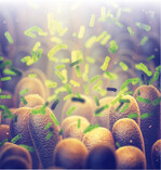 Eine Vielzahl von Bakterien besiedeln den Darm.