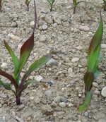 Eine Rotverfärbung der Maispflanzen deutet auf Phosphatmangel hin.