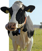 Eine wachsende Zahl von Verbrauchern wünscht sich, dass Kühe nicht nur im Stall gehalten werden, sondern zusätzlich regelmäßig auf eine Weide können.