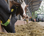 Steht die Fütterung von Milchkühen in Konkurrenz zur menschlichen Ernährung? Ob dem so ist, darüber informiert nun ein Schlüssel zur Lebensmittel-Konvertierungs-Effizienz.