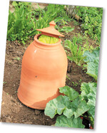 Nach bereits zwei oder drei Wochen heben die lang gestreckten Rhabarberstängel den Topfdeckel an.