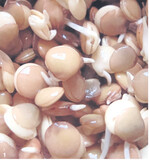 Linsenkeimlinge nach zwei Tagen, und ...