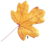 Die typische Blattform des Feldahorns bildet ein sicheres Erkennungsmerkmal für den Baum des Jahres 2015.