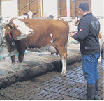 Matthias Poferl, RBW, bei der linearen Bewertung für die Anpaarung.