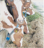 Weniger Entzündungen im Körper, mehr Milch: Traubentrester fördert einen gesunden Stoffwechsel bei Milchkühen. Das zeigt ein Versuch am rheinlandpfälzischen Hofgut Neumühle.