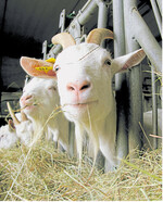 Mit den neuen Zuchtwerten für weibliche Ziegen erhalten Züchter wichtige neue Informationen für gezielte Anpaarungen.