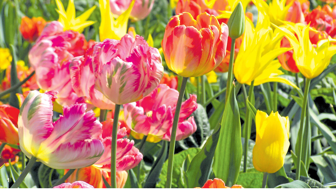 Fest für das Auge: Tulpenbeet im Frühjahr.