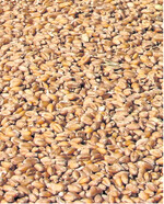 Der aktuell preiswerte Weizen sollte zunächst im Lager bleiben. Die teurere Gerste ist im Verkauf vorzuziehen.