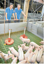 Die Anforderungen an Ferkelerzeuger- und Mastbetriebe beim Tierwohl steigen. Für Schweinehalter bedeutet das erhebliche Investitionen