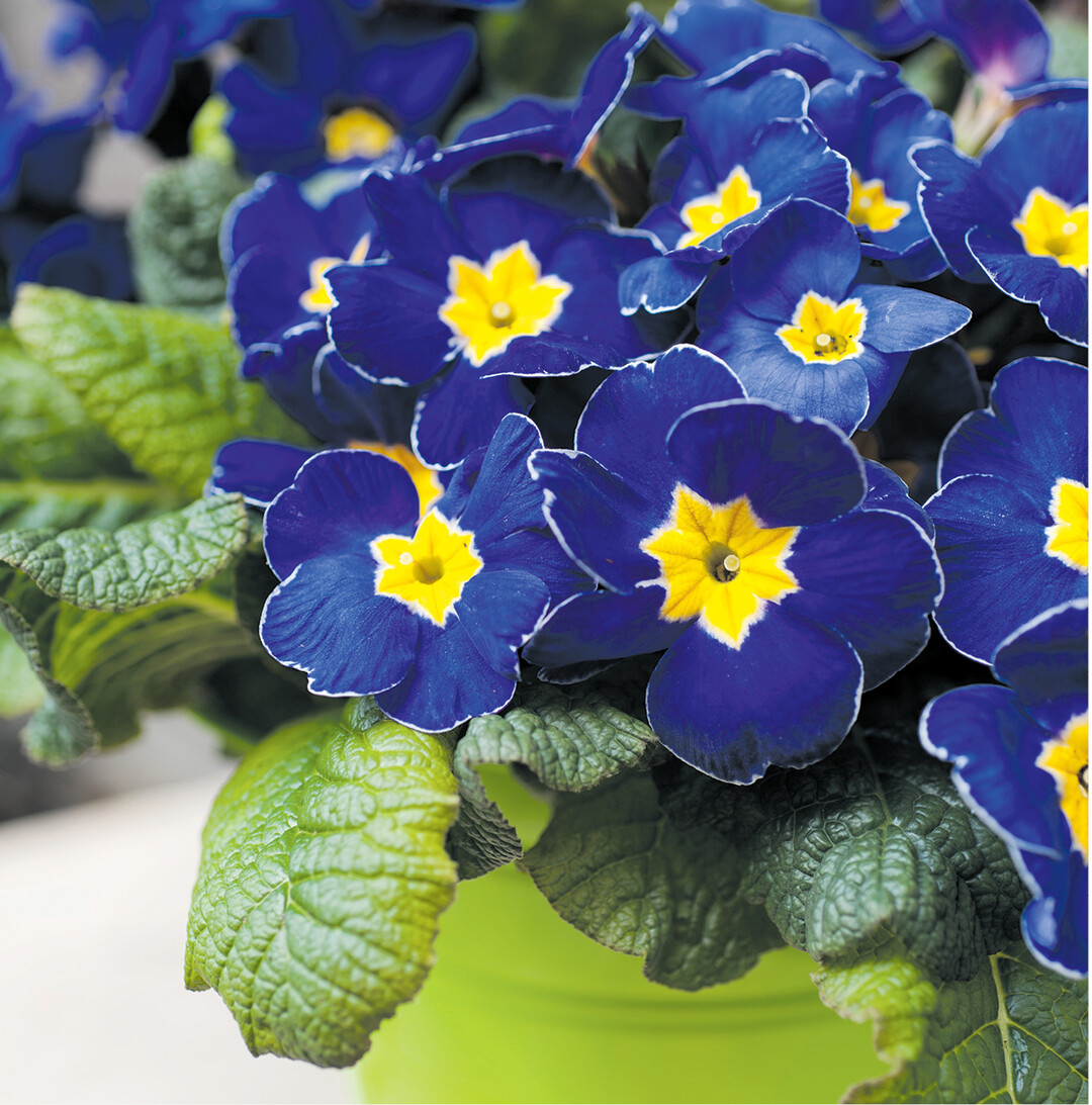 Sie sind mit die ersten, die wieder Farbe in den späten Winter bringen: die Primeln. Die im Handel erhältlichen Exemplare sind speziell gezüchtete Hybriden, ihre wildlebende Verwandte ist die Stängellose Schlüsselblume. Sie kann bis zu 30 Jahre alt werden.