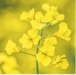 Raps ist beim N genügsam.