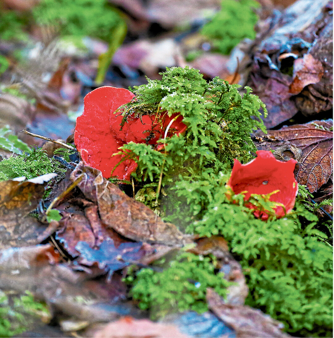 Dieser Scharlachrote Kelchbecherling (Sarcoscypha coccinea), auch Zinnoberroter Kelchbecherling oder Prachtbecherling genannt, steht in einem Waldgebiet bei Zwiefaltendorf. Der Pilz gilt in ganz Deutschland als selten, in der Roten Liste der gefährdeten Arten hat er den Status „gefährdet".