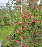 Die kleinen Äpfel hängen teilweise fast schon in Trauben an den Bäumen.
