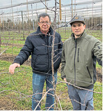 Josef Büchele und sein Sohn Christian hoffen, dass das Konzept des Snackapfels sich am Markt durchsetzt.