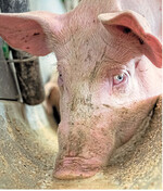 Die Fütterung von Bioschweinen mit 100 Prozent ökologischen Futtermitteln verlangt den Erzeugern einige Anstrengungen ab.