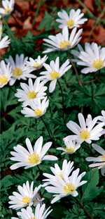 Strahlenförmige Blüten zeichnen die Weiße Frühlings-Anemone (A. blanda "White Splendour") aus.