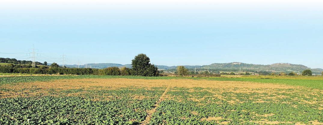 Rapsbestand mit Drahtwurmbefall nach mehrjährigem Feldfutterbau aus dem Jahr 2021 im Landkreis Forchheim.