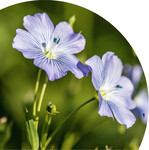 Der Anbau von Öllein kann, bei entsprechendem Absatz, eine interessante Nische sein.