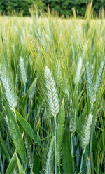 Die optimale Etablierung von Sommerdurum erfordert Fingerspitzengefühl.