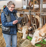 Mit einem Tablet oder Smartphone können die Aktivitäts- und Leistungsdaten der Kühe jederzeit abgerufen werden. Das erleichtert das Management der Milchviehherde.