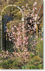 Der Bodnant-Winterschneeball Dawn weckt mit Blüten und Duft zwarte Frühlingsgefühle.