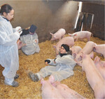 Berührungsängste haben beim Hoftag weder Schülerinnen und Schüler noch Schweine.