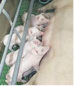 Gesunde Tiere sind oberstes Ziel