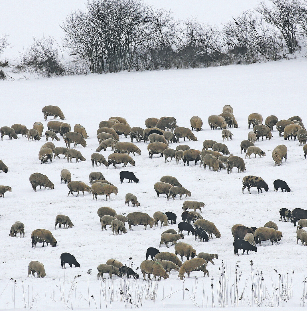 Schafe im Schnee bei Hailtingen im Landkreis Biberach. Ein ideales Bild zum „Schäfchen zählen" für Menschen mit Schlafstörungen, meint der Fotograf augenzwinkernd.