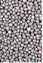 Das Rapsschrot wurde in dem Testlauf einmal nach dem „Wisan"-Verfahren unter Druck und mit Temperaturwechseln behandelt, einmal unbehandelt in die Ration eingemischt.