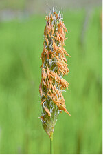 Unbeliebter Zottel: Ackerfuchsschwanz sollte am besten nicht zur Blüte kommen.