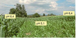 Großflächenversuch Körnermais auf gekalktem und ungekalktem Standort in Mattfeldele bei Freiburg: bei einem pH-Wert unter 5 ist der Maisertrag nicht befriedigend. Abschlussbericht IfuL Müllheim 2004.