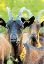 Mit dem Monitoringrogramm ZDV5M lässt sich das Management von Ziegenherden professionalisieren. Das spart Kosten, senkt Verluste und fördert das Tierwohl.