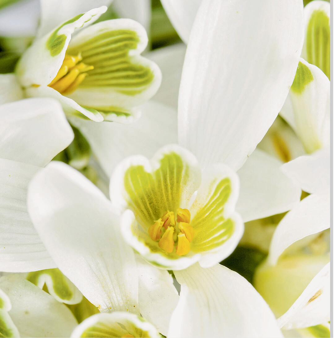 So zauberhaft wie eine Orchideenblüte: Doch das sind die Blüten des Schneeglöckchens, nur mal aus einer ungewohnten Perspektive fotografiert.