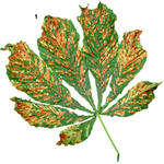 Bei starkem Befall können Dreiviertel eines Kastanienblattes betroffen sein.