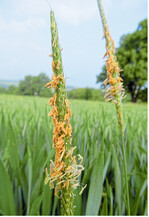 Für die Kontrolle von Ackerfuchsschwanz im Winterweizen stehen im Frühjahr vor allem Sulfonylharnstoffe zur Verfügung. Auch bei den sulfonylharnstoffhaltigen Mitteln muss man aus Gründen der Resistenzvermeidung darauf achten, dass diese möglichst nur einmal in drei Jahren eingesetzt werden. So bleibt das Potenzial der Wirkstoffgruppe lange erhalten.