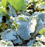 Der Raps erwacht aus der Winterruhe und mit ihm Insekten und Unkräuter.