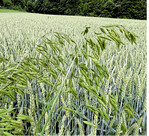 Trespen sollte man vor allem über die Fruchtfolge bekämpfen, da chemische Mittel nur begrenzt wirksam sind.