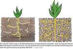 Einfluss der Bodenstruktur auf Durchwurzelung, Nährstoffverfügbarkeit und Wasserspeichervermögen
