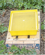 Kontrollieren Sie mit der Hilfe von Gelbschalen den Zuflug früher Rapsschädlinge.