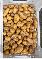 Diese Kartoffeln sind stark mit Rhizoctonia befallen.